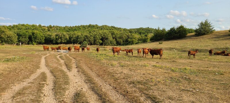 You'll never be alone in Potter's Pasture