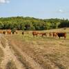 You'll never be alone in Potter's Pasture