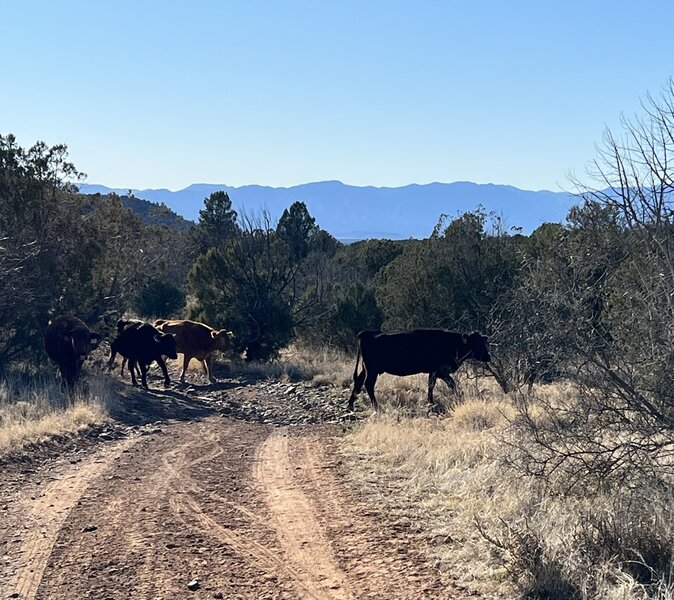 Some of the "observers" who slowed our ride a bit on OHV 09202Y