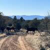 Some of the "observers" who slowed our ride a bit on OHV 09202Y