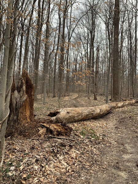 Tree down across the trail! Looks really rotted!