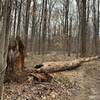 Tree down across the trail! Looks really rotted!