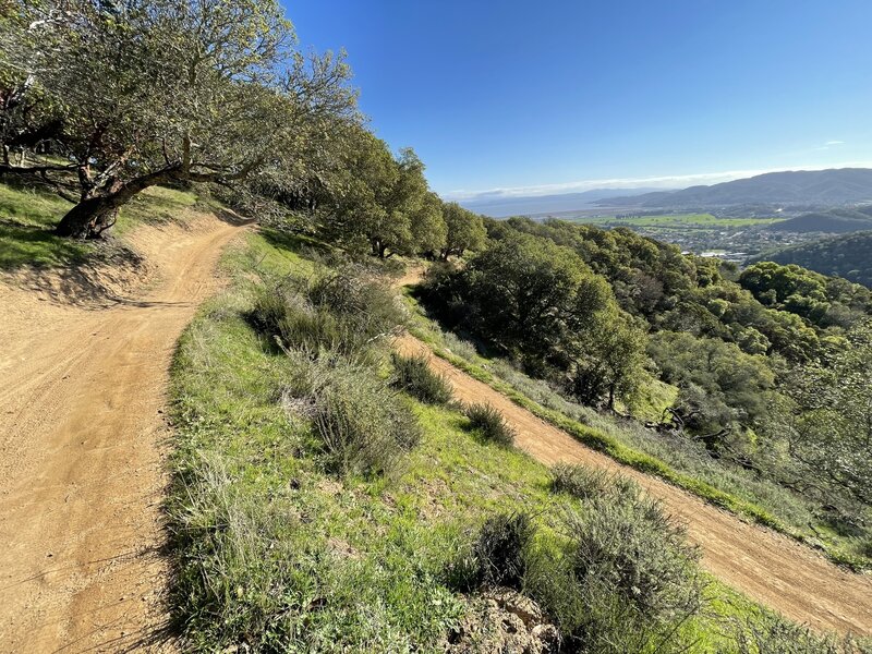 Ponte Flow Trail, Novato, CA