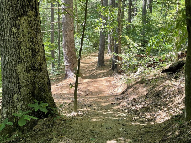 Fast and flowy on pine needle bed toward the trailhead