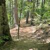 Fast and flowy on pine needle bed toward the trailhead