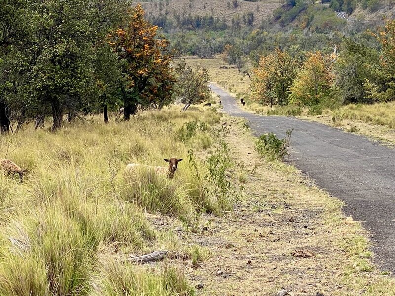 Steep and paved. Few animals around.