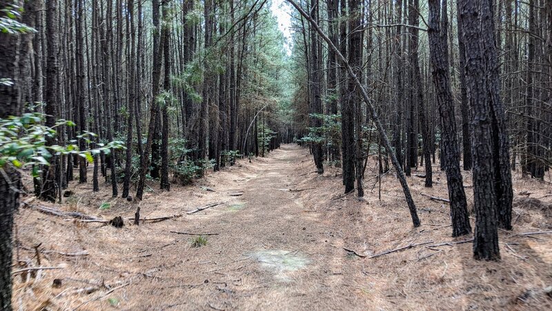 Typical stretch of the Northern Pine Trail.