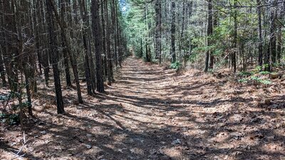 Doubletrack surrounded by pines.