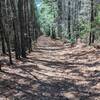 Doubletrack surrounded by pines.