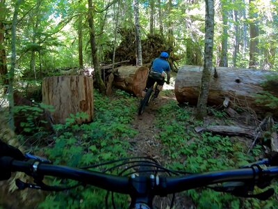 Shredding down trees ✂