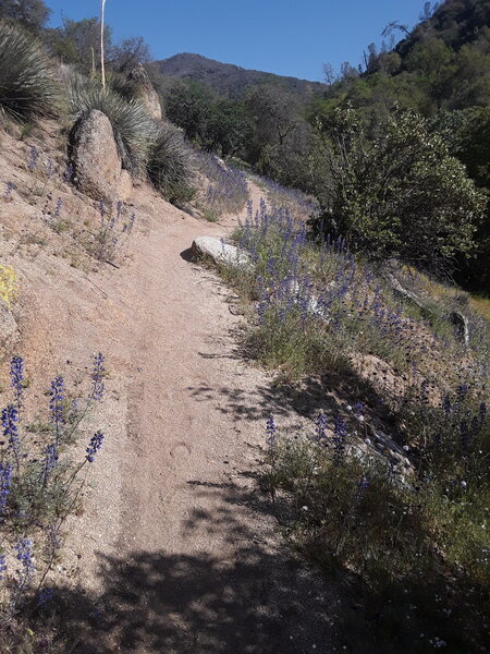 Beautifully maintained trail.