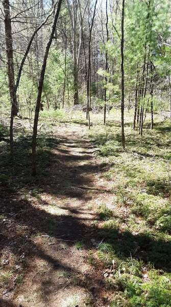 Singletrack on laurel creek trail.