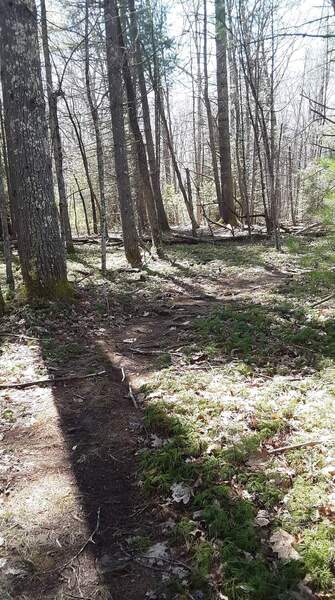 Rooty singletrack on Laurel Creek Trail.