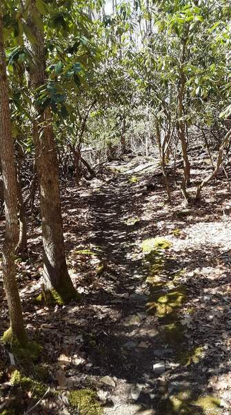 Rocky singletrack early on Weaver Way Trail.