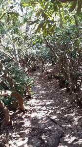 Rhododendron singletrack on beaver creek trail.