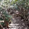 Rhododendron singletrack on beaver creek trail.