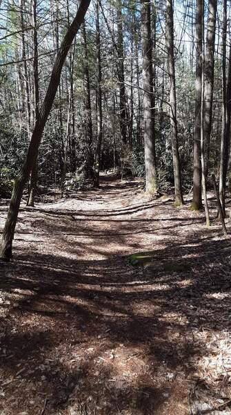 Singletrack near end of Rhododendron Run Trail.