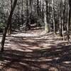 Singletrack near end of Rhododendron Run Trail.