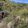 Vegetation narrows the trail as you ascend to the Les Opies col.