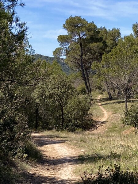 Smooth singletrack paralleling the smooth and quiet D-25.