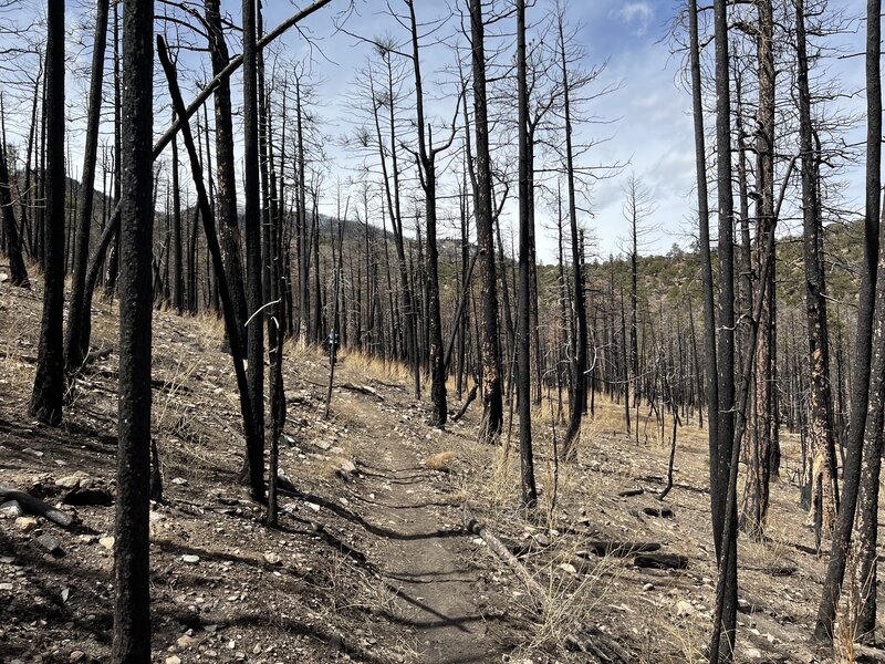 Quite a lot of charred trees from the 2019 Decker Fire.