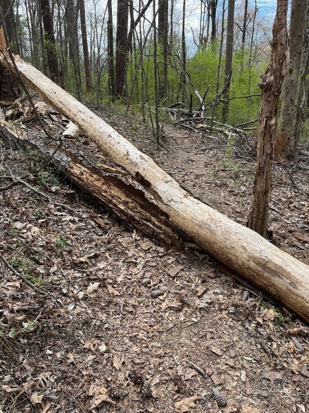 Pine beetle damage in the park makes down trees relatively common.