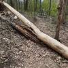 Pine beetle damage in the park makes down trees relatively common.