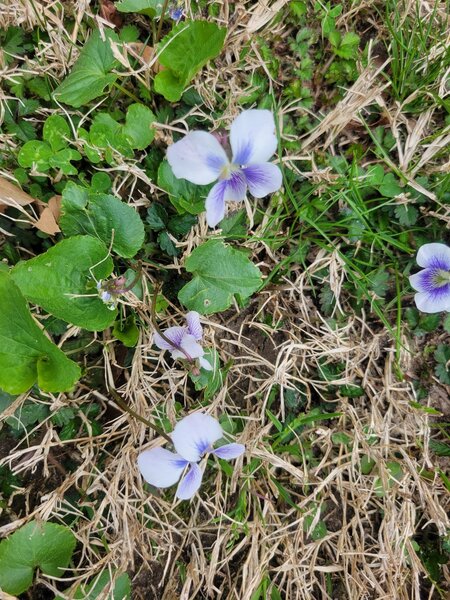 Wild Flowers