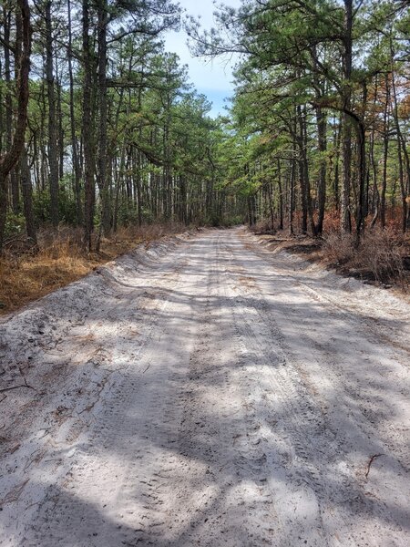 Typical Sandy Road/Trail.