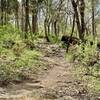 Neat rocky section of trail.