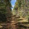 The majority of the trail is wide open doubletrack like this