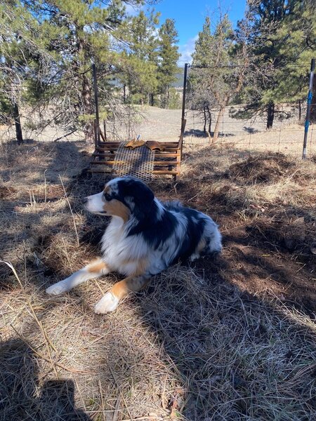 Etta Bridge Thad with Sven the trail dog! Dog Friendly.