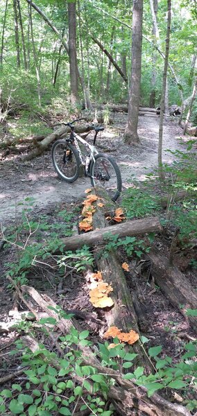 Passion Play Trail has more challenging features and sometimes great fall mushroom finds! There was some very yummy chicken of the woods.