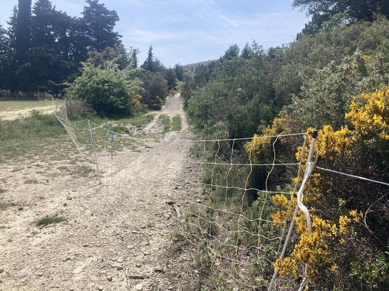 In the spring, there may be temporary sheep fences blocking the road. Put them back when you pass, and watch out for those big white dogs!