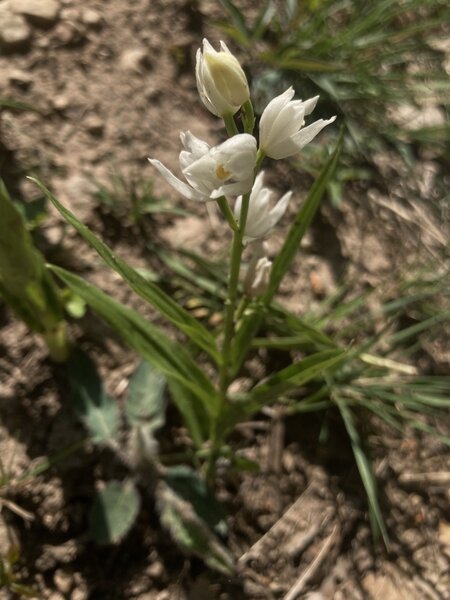 Rare plants, like this Narrow-leaved Helleborine, are sprouting where the brush has been removed.