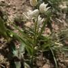 Rare plants, like this Narrow-leaved Helleborine, are sprouting where the brush has been removed.