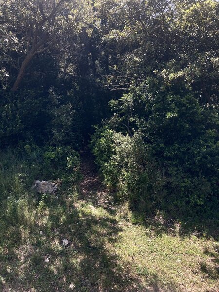 The entrance to Pas-de-Cerf trail is pretty overgrown and hard to spot