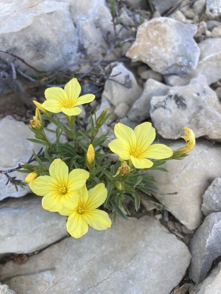 Yellow Herbaceous Flax