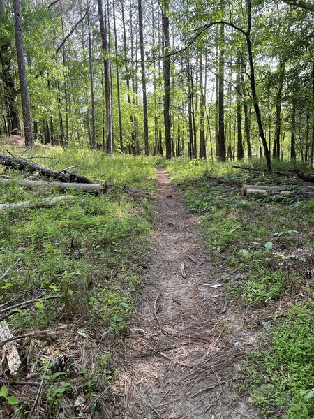 Pine forest meadow