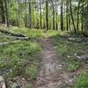 Pine forest meadow