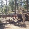 Downed pine tree over the Mule Deer Trail near Catamount Reservoir. It has been very windy all of April with little snow...