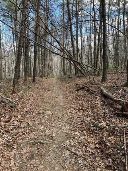 The top of the first climb when riding the Queen Anne trail counter clockwise.