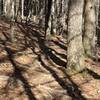 A shadowy section of Trillium as it menders through dense forest with large tree roots.