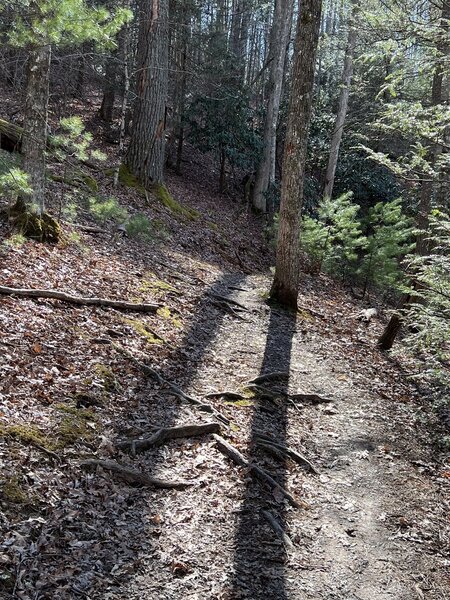 A more technical section of the Poverty Creek Trail right after two deep stream crossings.