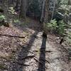A more technical section of the Poverty Creek Trail right after two deep stream crossings.