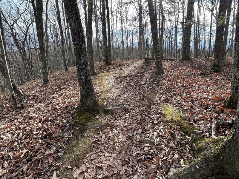 A scenic, leafy section of trail just before the intersection with Joe Pye and Lady Slipper.