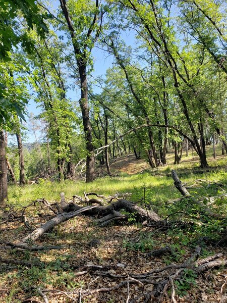 One of the open spots. It's the nicer part of the trail.