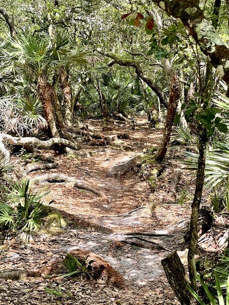 Lots of palmetto trunks