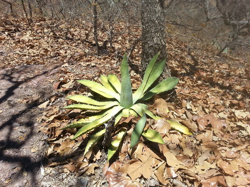 Raicilla Agave