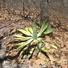 Raicilla Agave